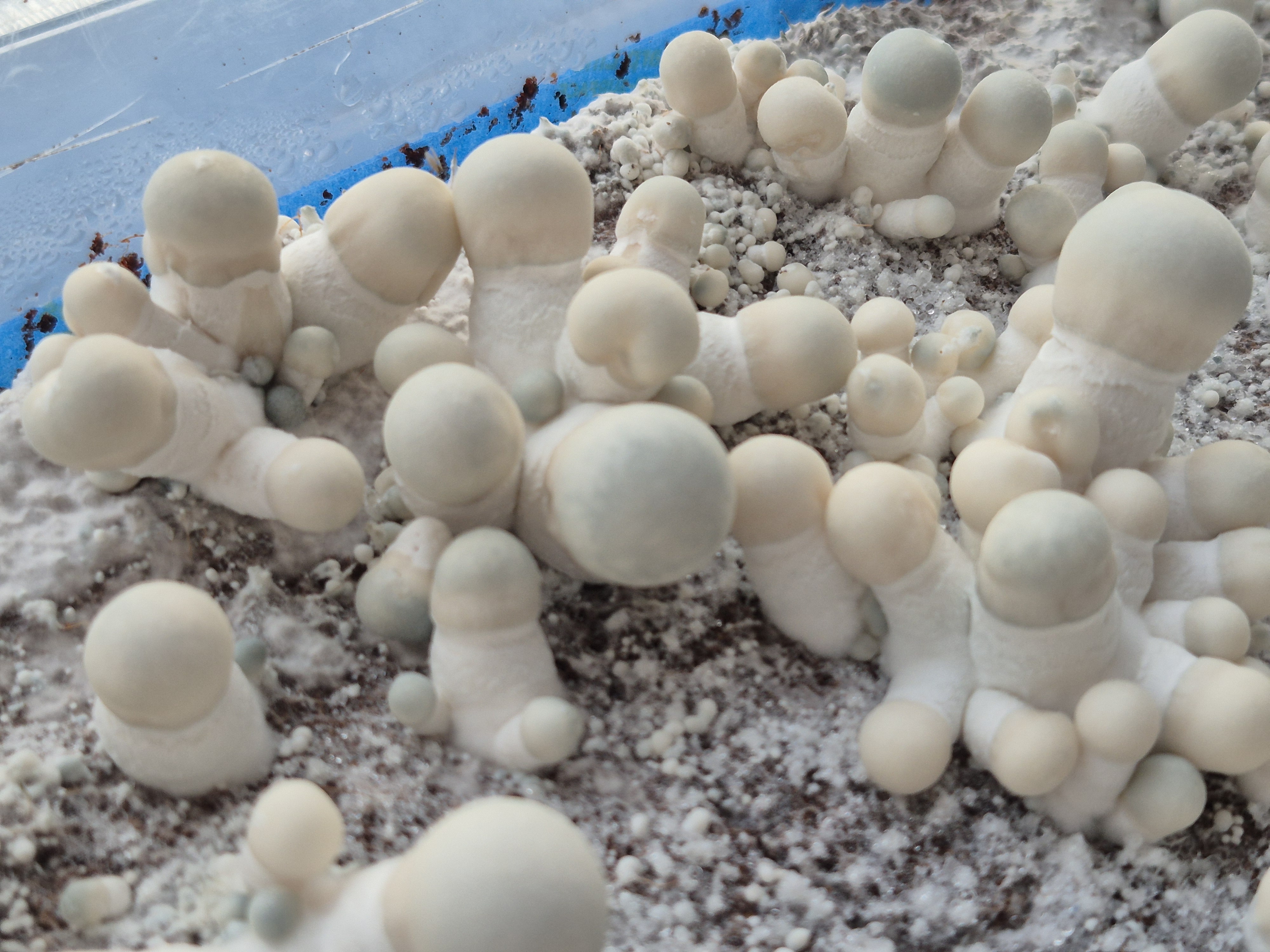 Yeti second grow ever.