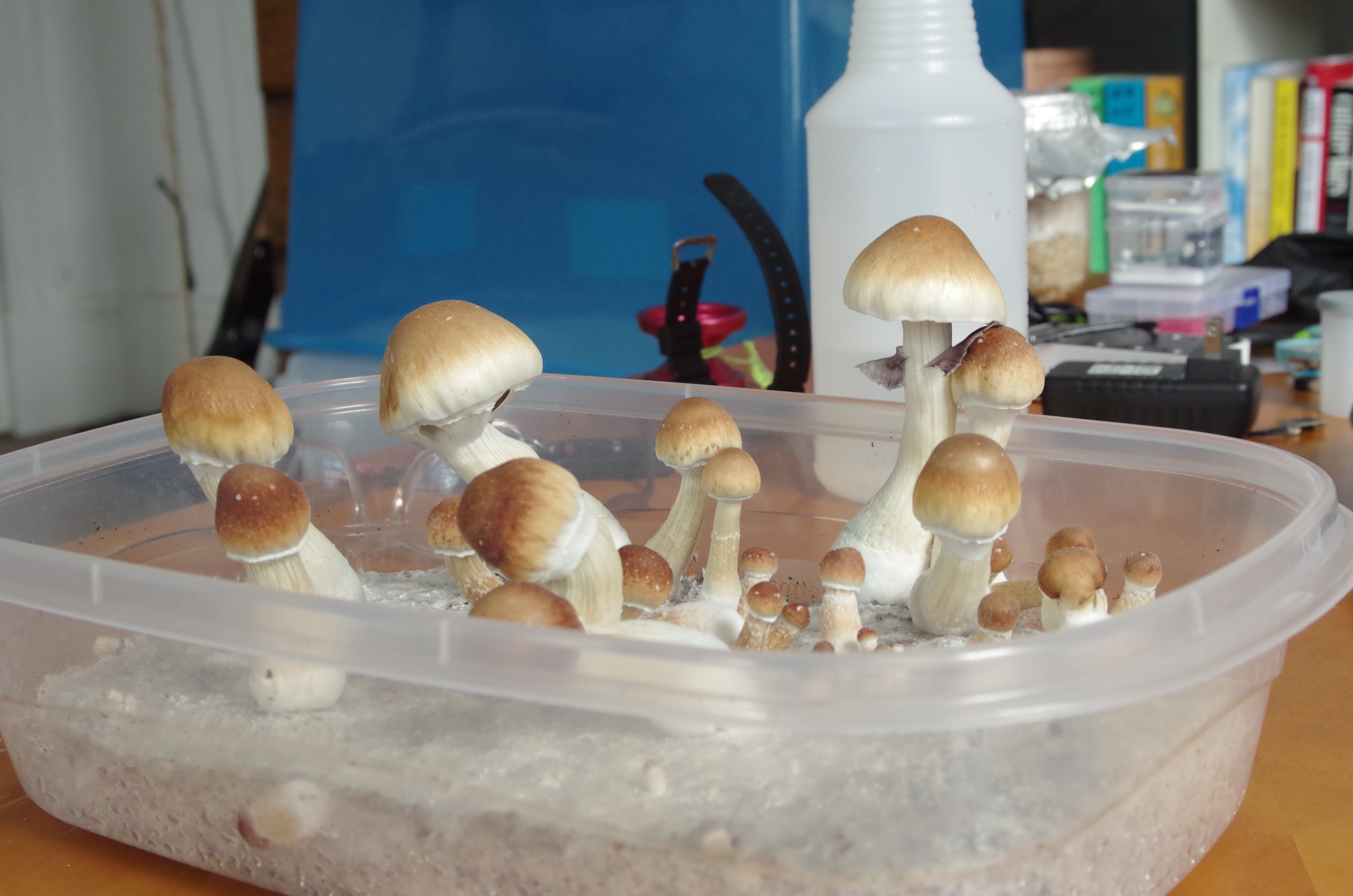 Golden teacher closeups