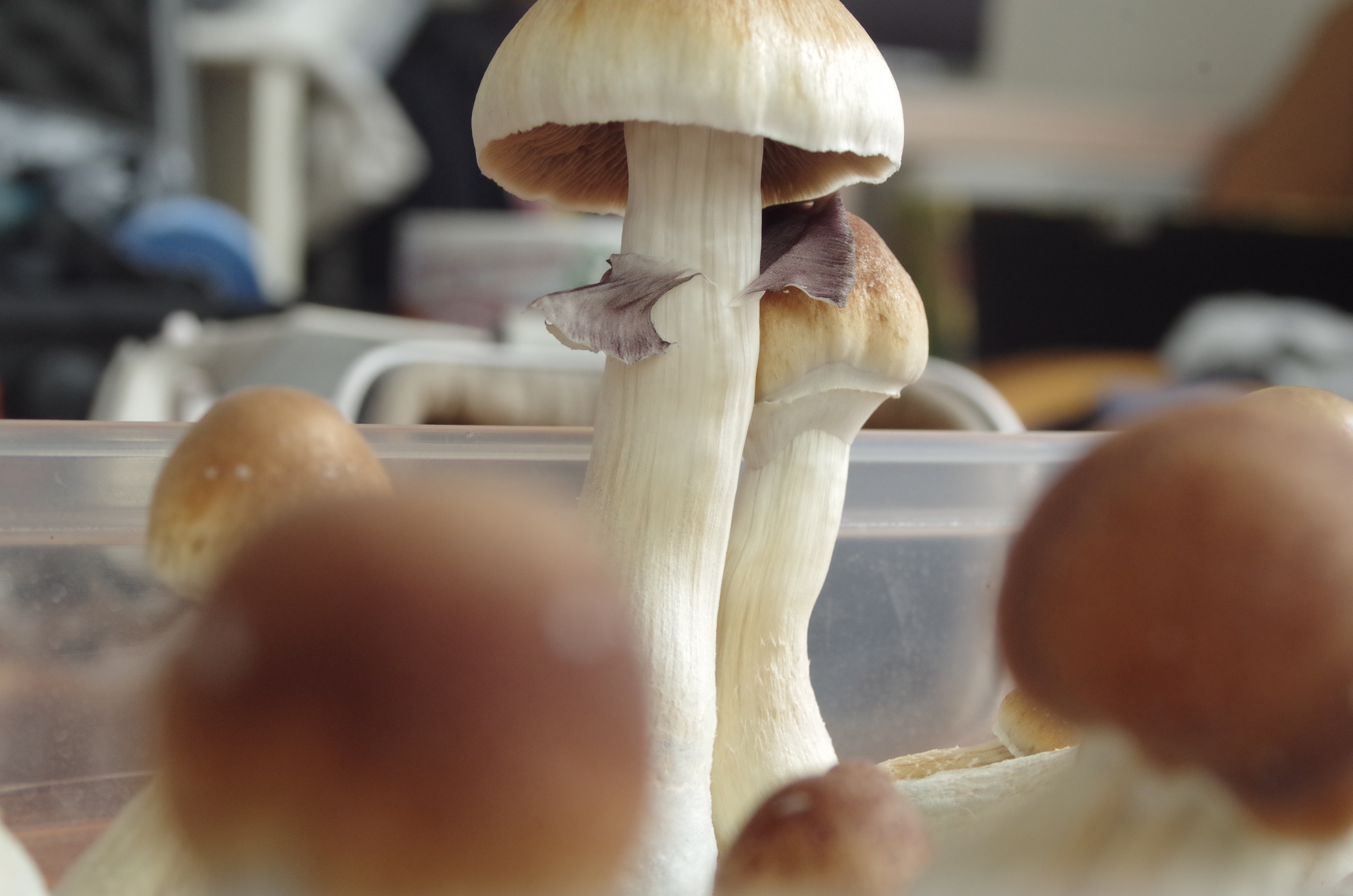 Golden teacher closeups