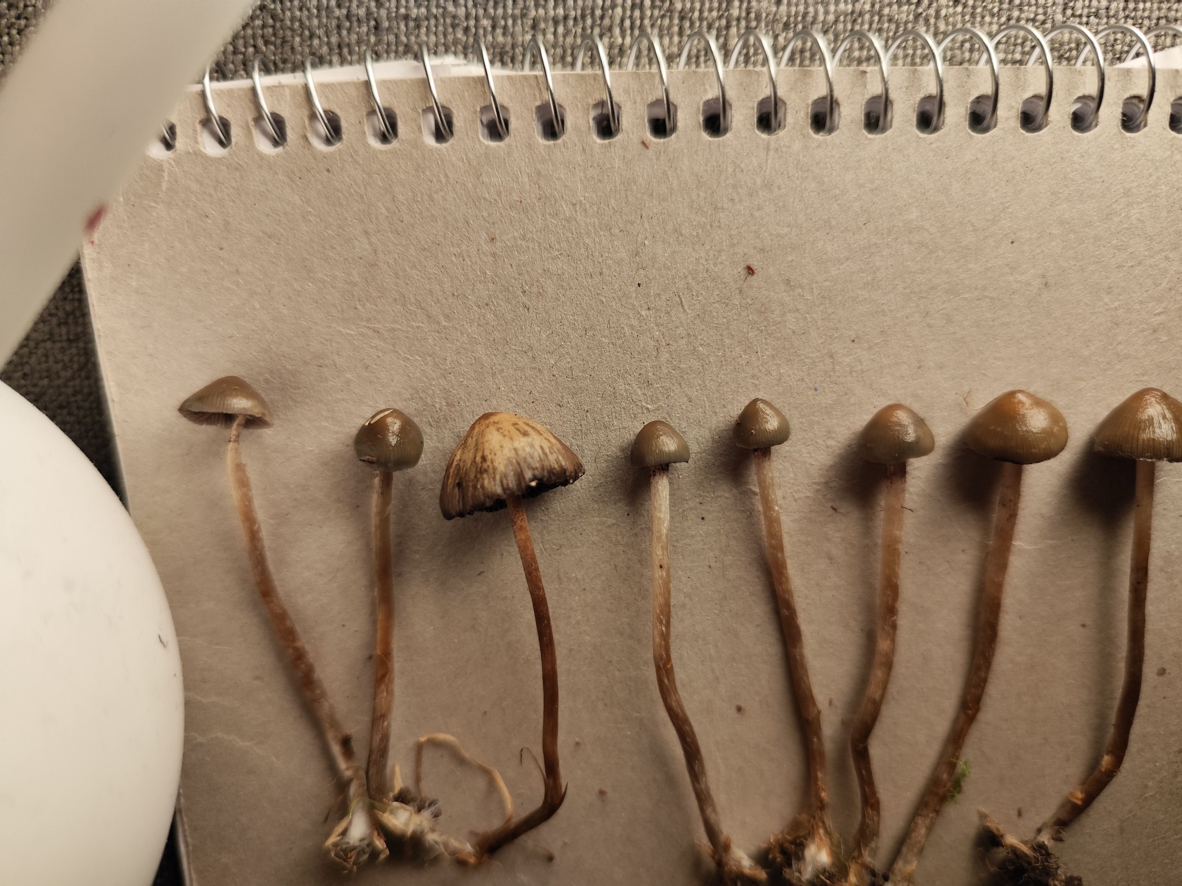 Related to my first picture of the gills