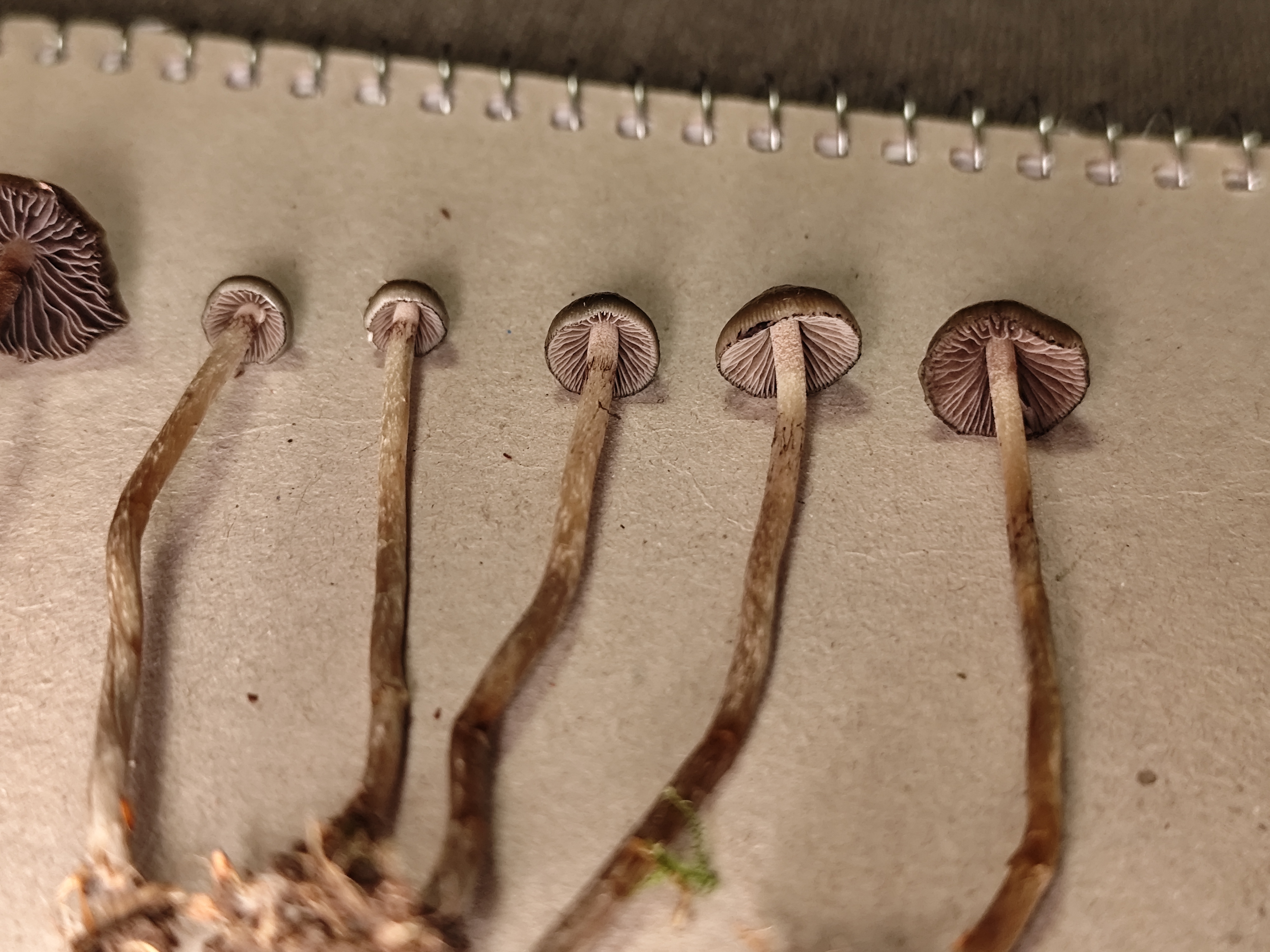 Semilanceata or another Psilocybe species?