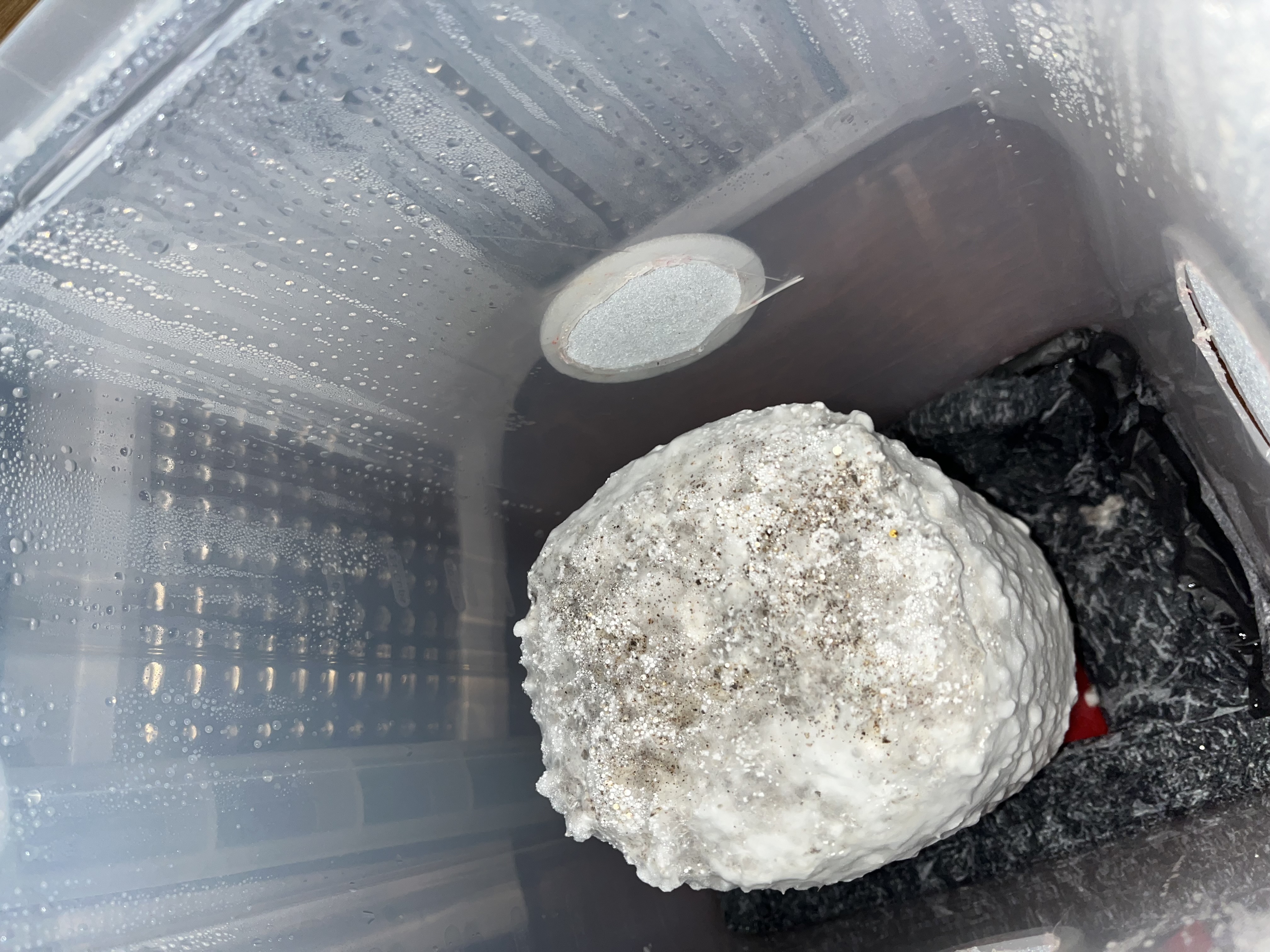 Gt lc fruiting day 8