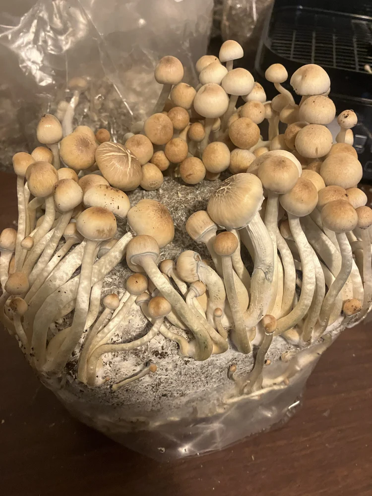 Examples of MycoBag Tek