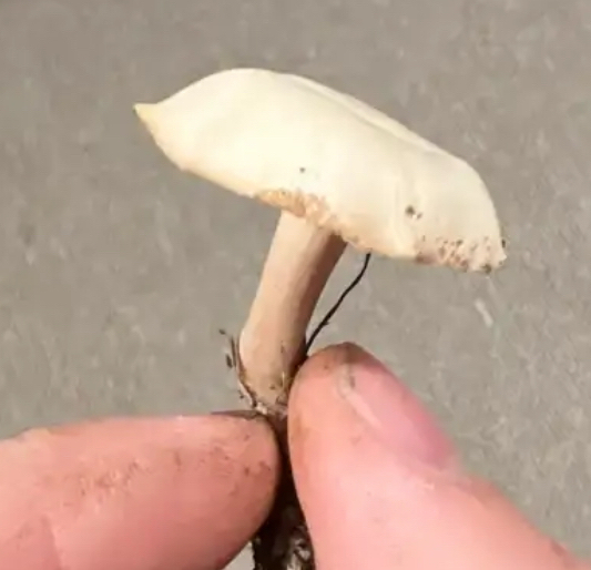 Fool's Funnel