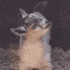 :wutgoat: :wutgoat: